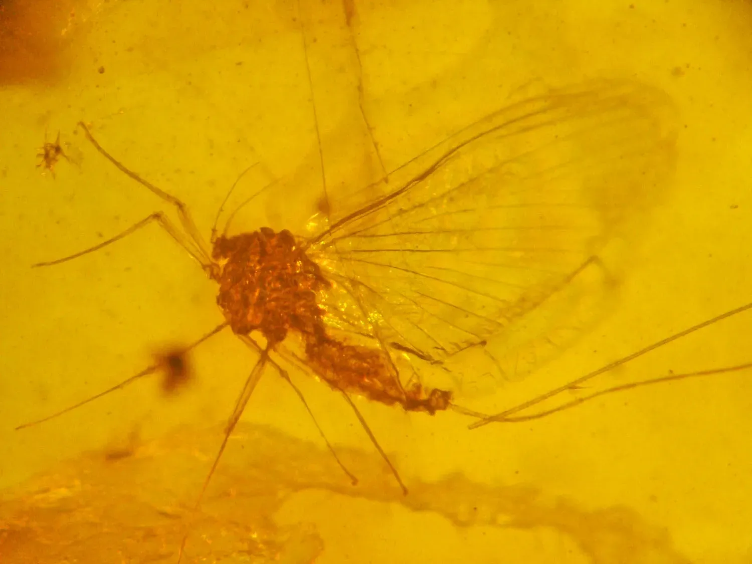 #7 - The Mayfly That Turned Invisible Under the Microscope (By Oregon State University, CC BY-SA 2.0)