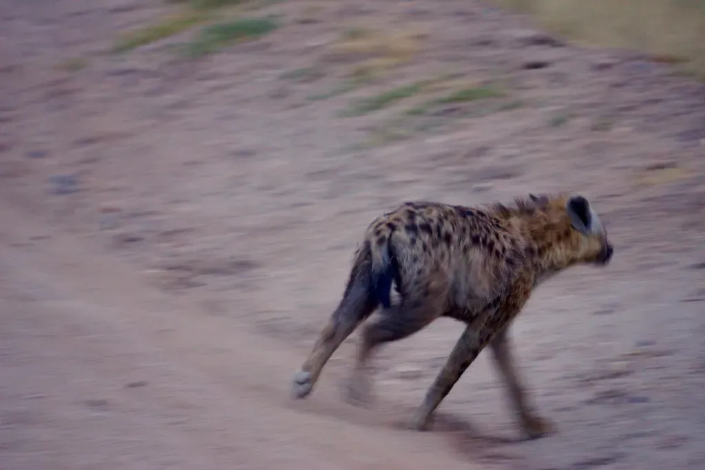 Speed, Endurance, and the Relentless Chase (Image Credits: Flickr)