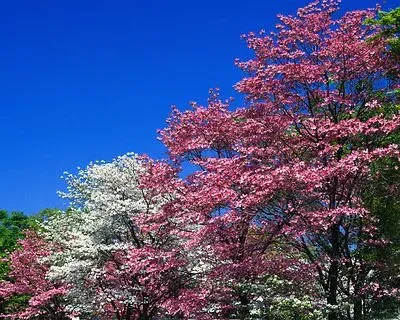 Cancer – Dogwood Tree (Zest-pk, Flickr, CC BY 2.0)