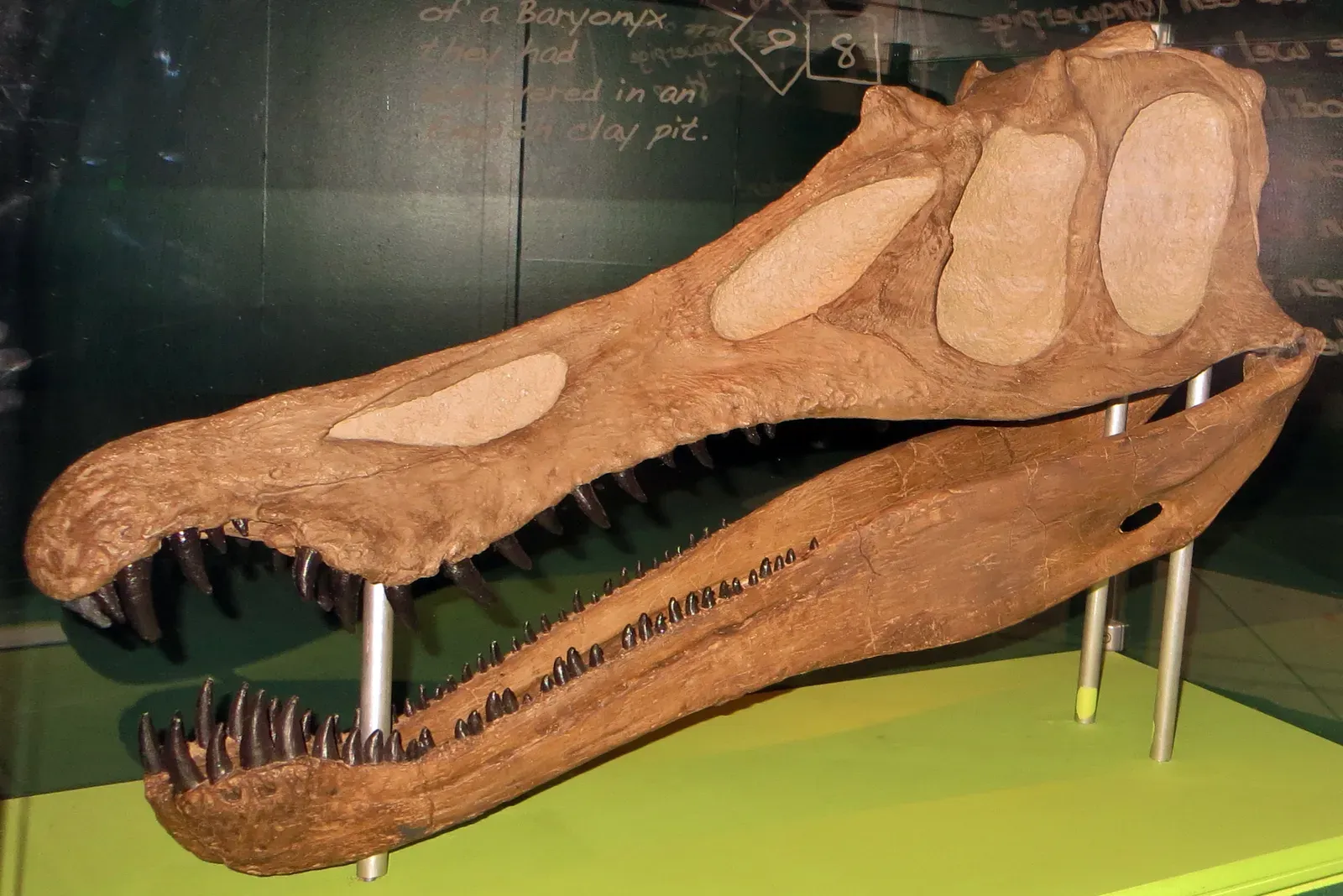2. Its Skull Looked More Like A Crocodile’s Than A Classic Meat‑Eating Dinosaur (By Ghedoghedo, CC BY-SA 4.0)