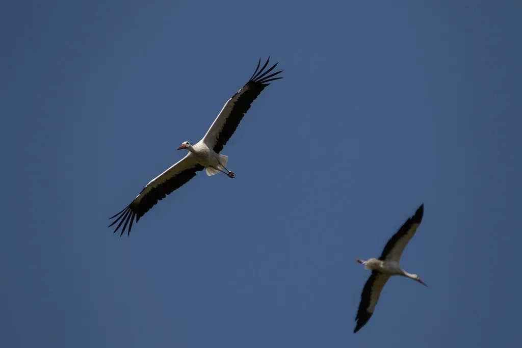 #6 - A Spear-Impaled Stork Shattered Centuries of Guesswork (moments in nature by Antje Schultner, Flickr, CC BY-SA 2.0)