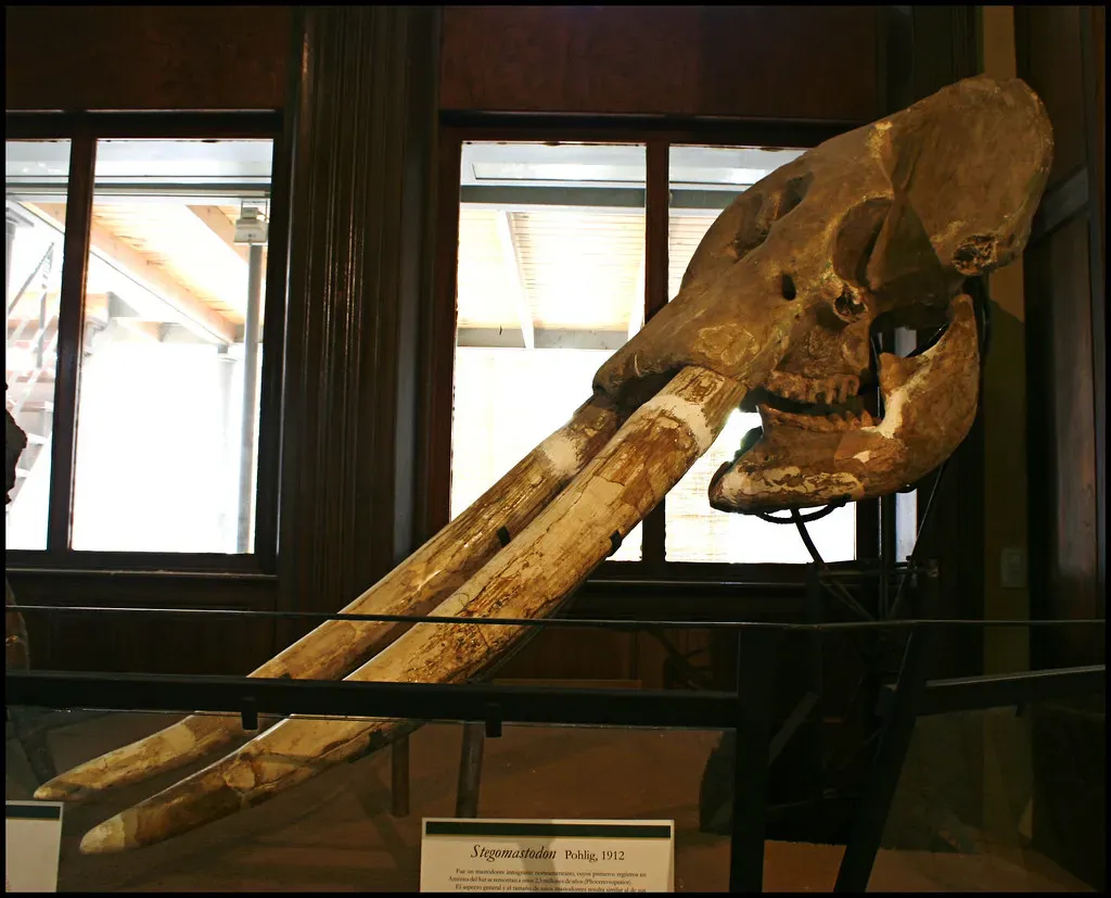 #9 - A Boy Playing in a New Mexico Field Tripped Over a Stegomastodon Tusk (tom )º(, Flickr, CC BY-SA 2.0)