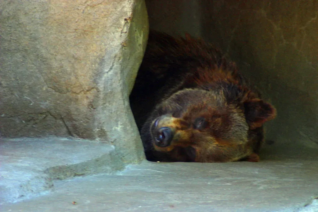 #8 - Hibernating Grizzlies Never Lose Muscle (chimothy27, Flickr, CC BY 2.0)