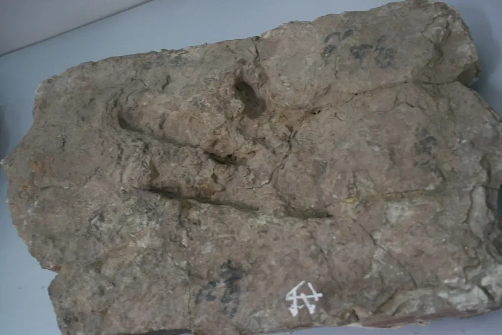 Footprints Frozen in Time: The Washington State Discovery (Image Credits: Flickr)