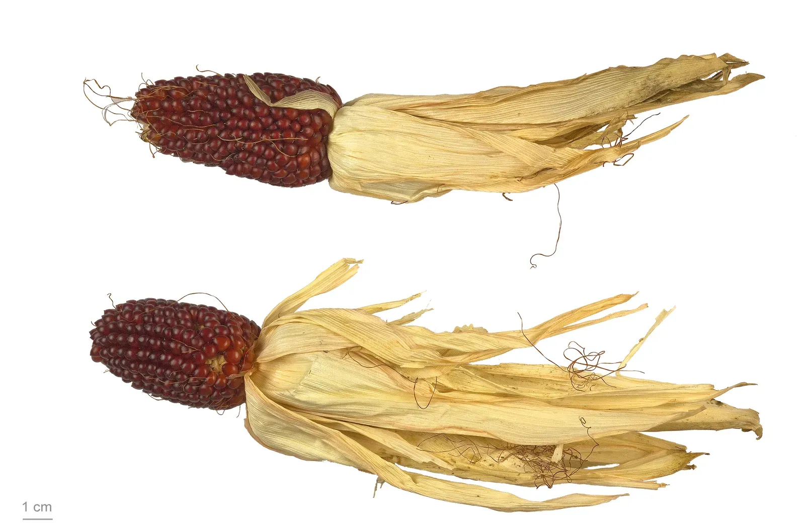 Maize: The Crop That Changed Everything (Image Credits: Wikimedia)