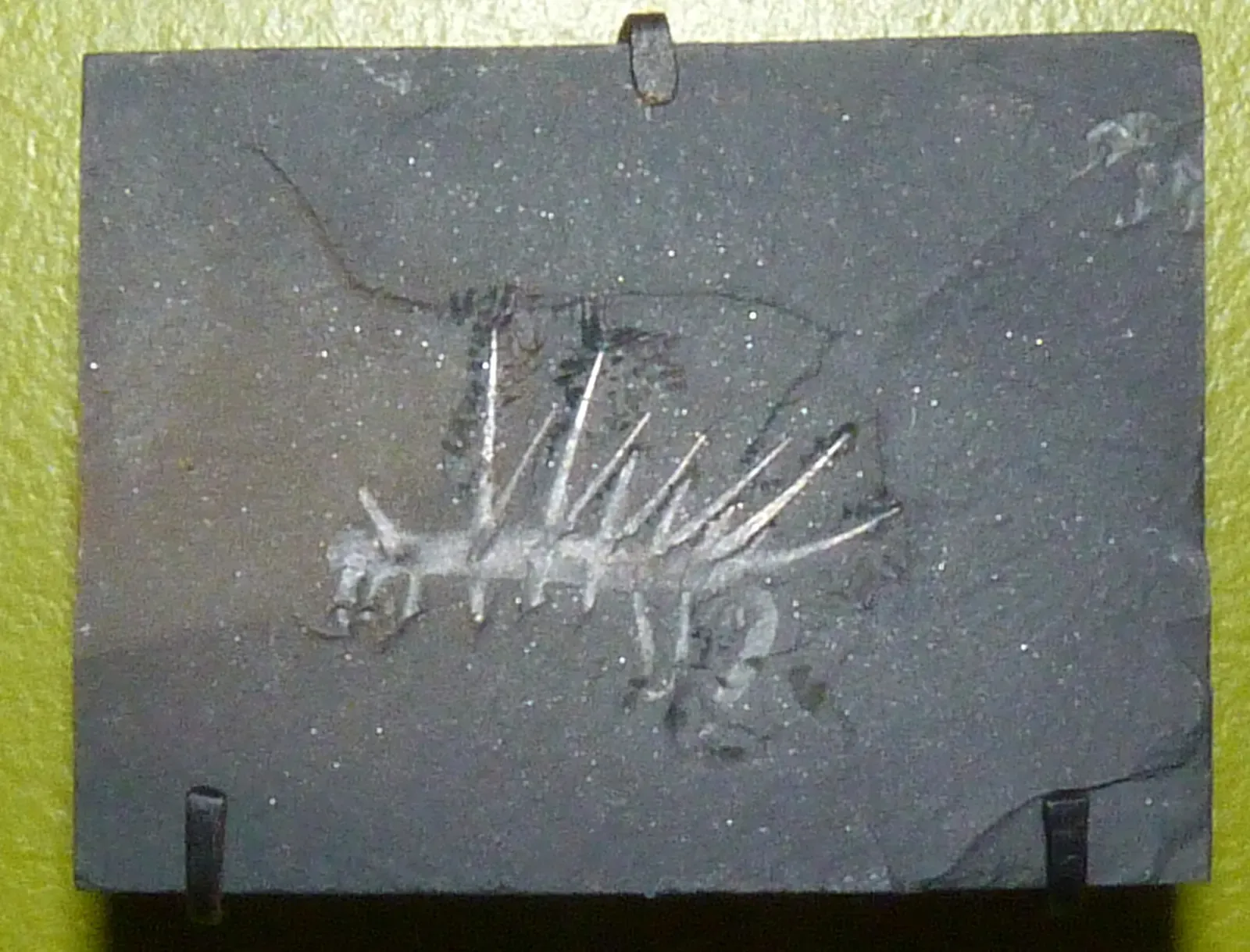 #13 - The Creature That Had Its Head and Butt Backwards (By Michael Brett-Surman, CC0)