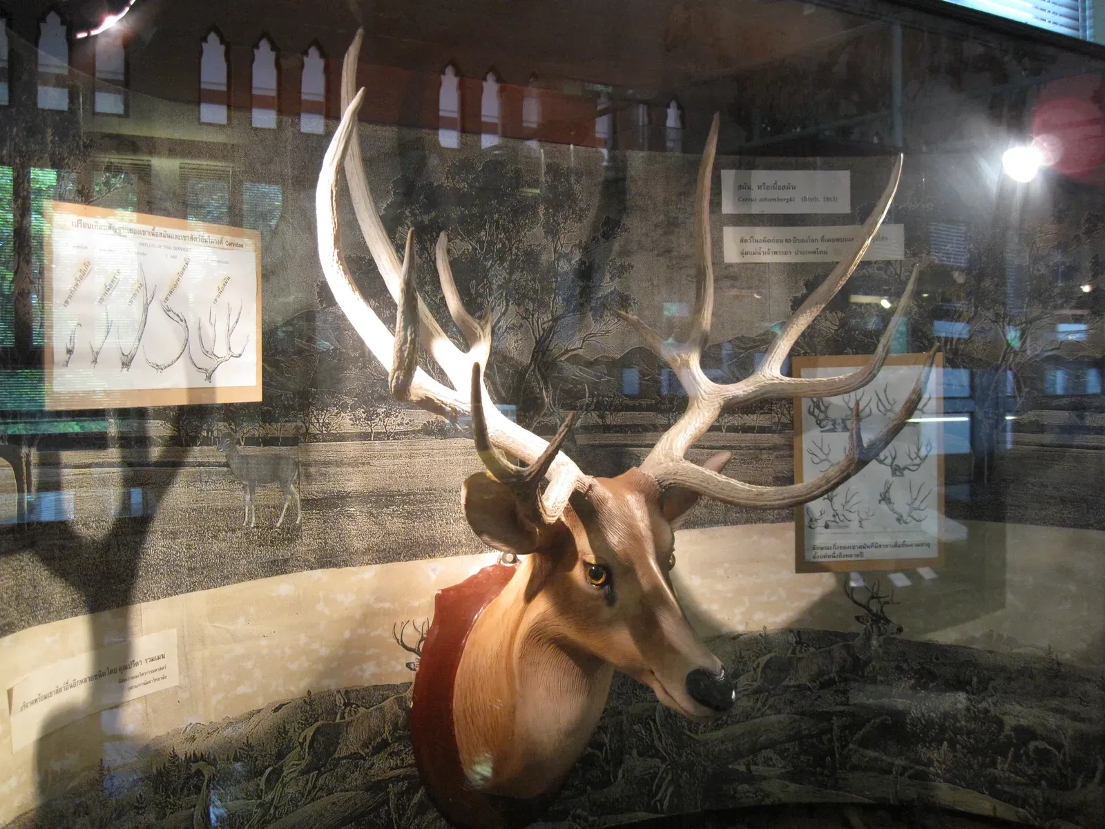 #1 - Schomburgk's Deer (By Paul_012, CC BY-SA 3.0)