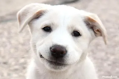 Their Facial Expression Says It All (Image Credits: Wikimedia)