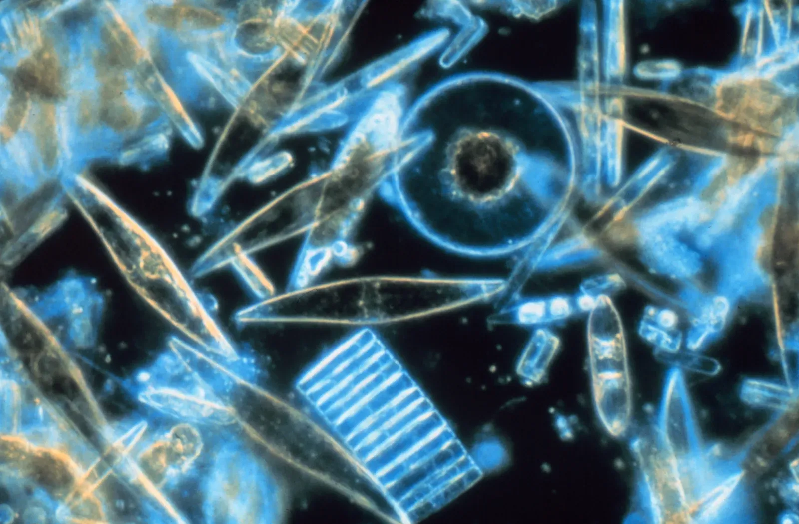 7. Diatoms: Glass-Walled Timekeepers of Lakes and Seas (corp2365, NOAA Corps Collection, Public domain)