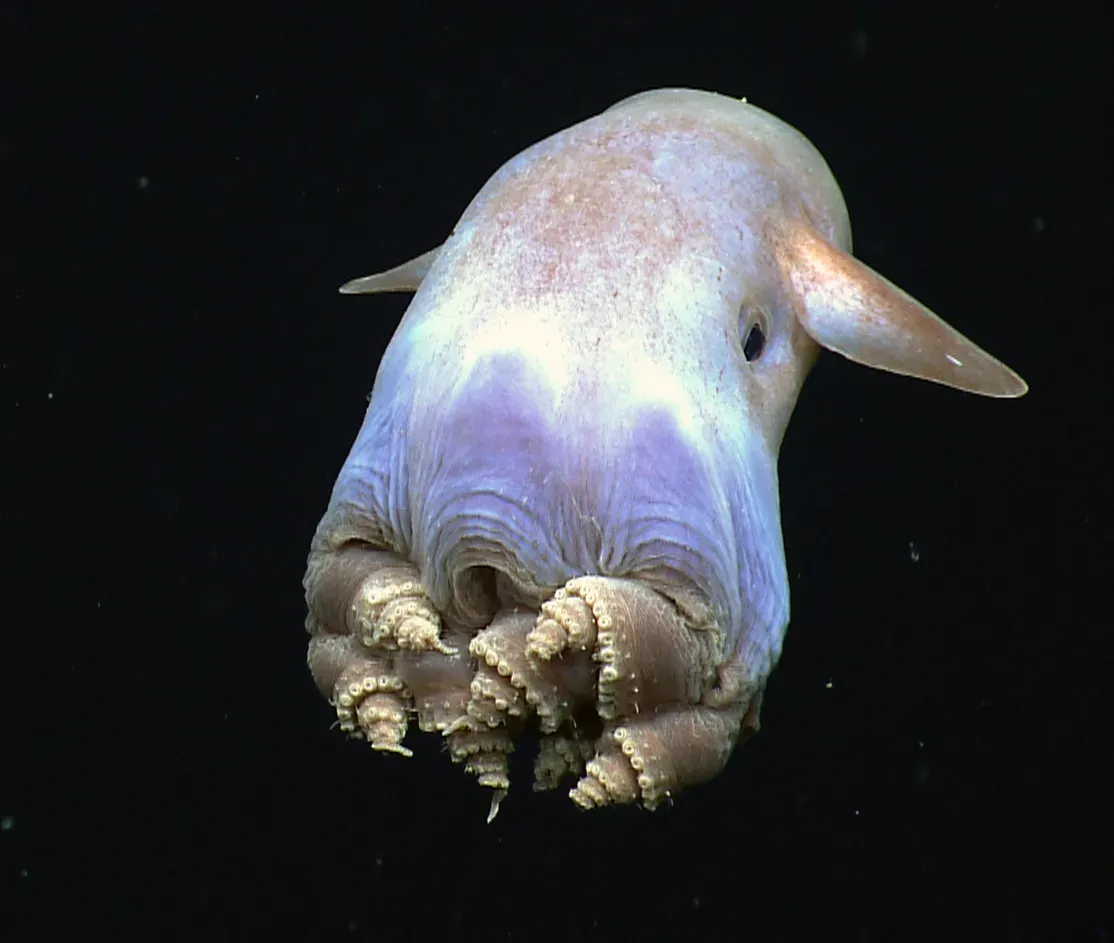 #9 - Grimpoteuthis imperator: The Dumbo Octopus Known From One Body (By NOAA Okeanos Explorer, Public domain)