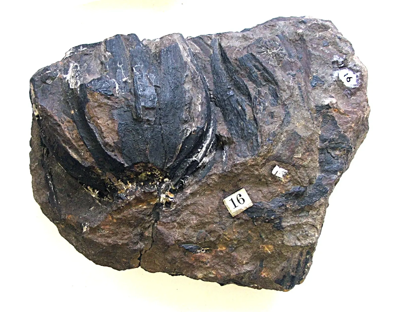 2. Bennettitales: Tough, Armored, and Possibly Toxic (By Verisimilus, CC BY 3.0)