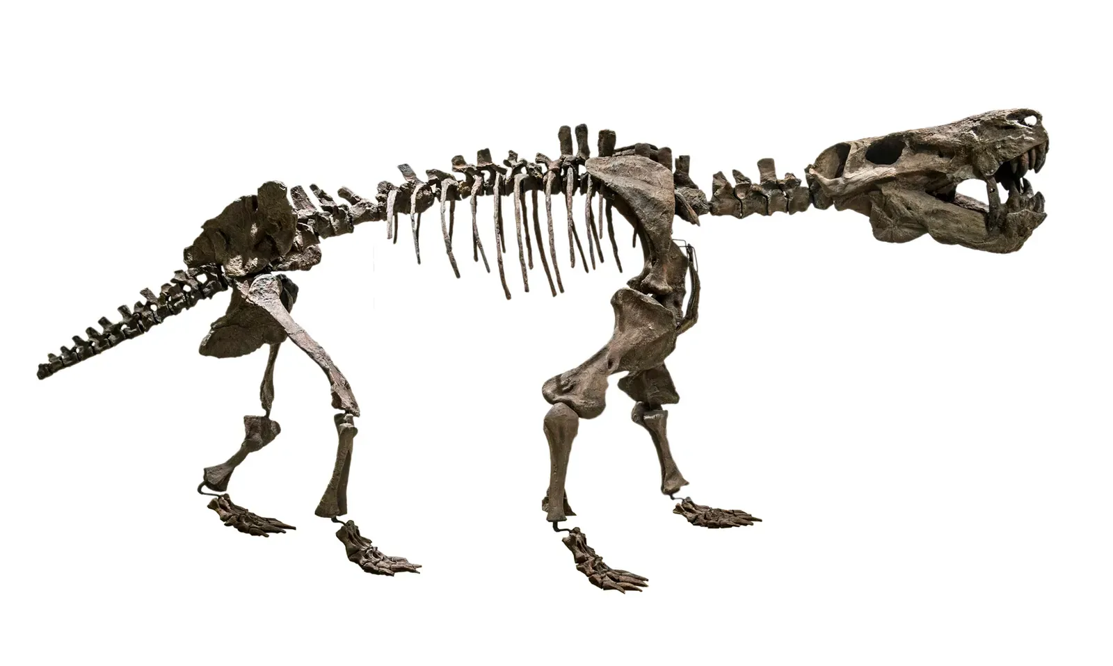 #7 - Gorgonopsids, the Mammal-Faced Predators We Quietly Erased (Matteo De Stefano/MUSEThis file was uploaded by MUSE - Science Museum of Trento in cooperation with Wikimedia Italia., CC BY-SA 3.0)