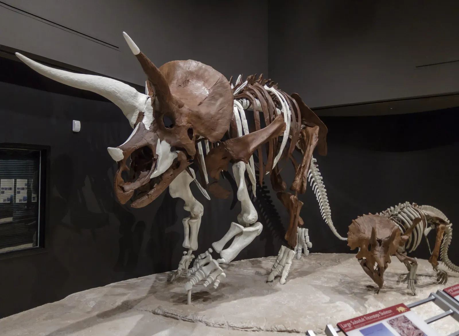 #2 - A Single Wyoming Dig Uncovered a Mass Grave No One Expected (Flickr: https://www.flickr.com/photos/wernerg/8549639331/, CC BY-SA 2.0)