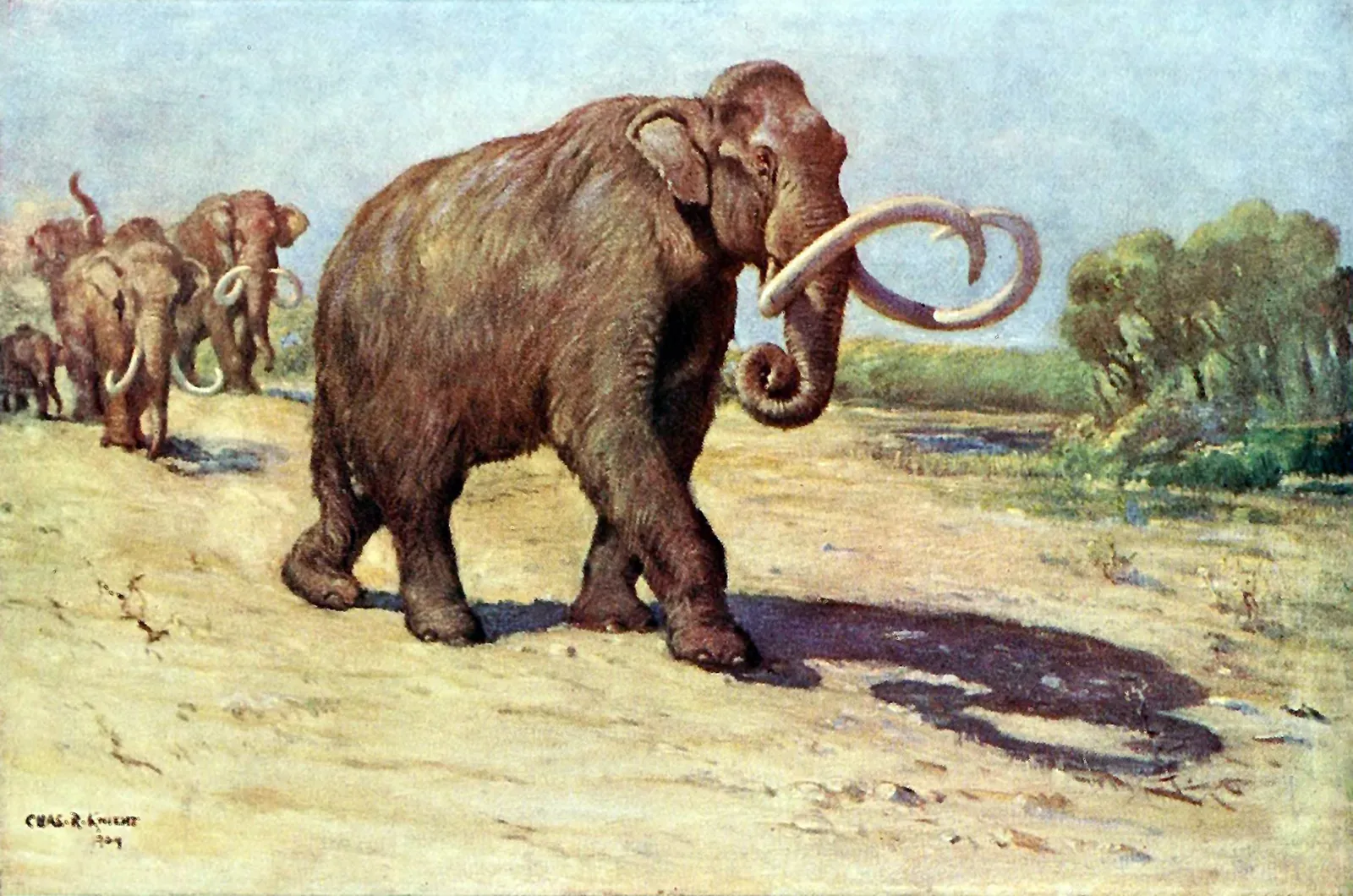 3. The Columbian Mammoth: Even Bigger Than You'd Think (Osborn, H. F. (1942). Percy, M. R., ed. Proboscidea: A monograph of the discovery, evolution, migration and extinction of the mastodonts and elephants of the world 2. New York: J. Pierpont Morgan Fund. Frontispiece and [1], Public domain)