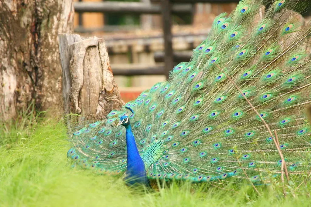 Leo: The Peacock Heart Inside the Lion (Axel Bührmann, Flickr, CC BY 2.0)
