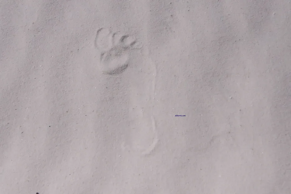 2. Viking Footprints in North America Centuries Before Columbus (mnchilemom, Flickr, CC BY 2.0)