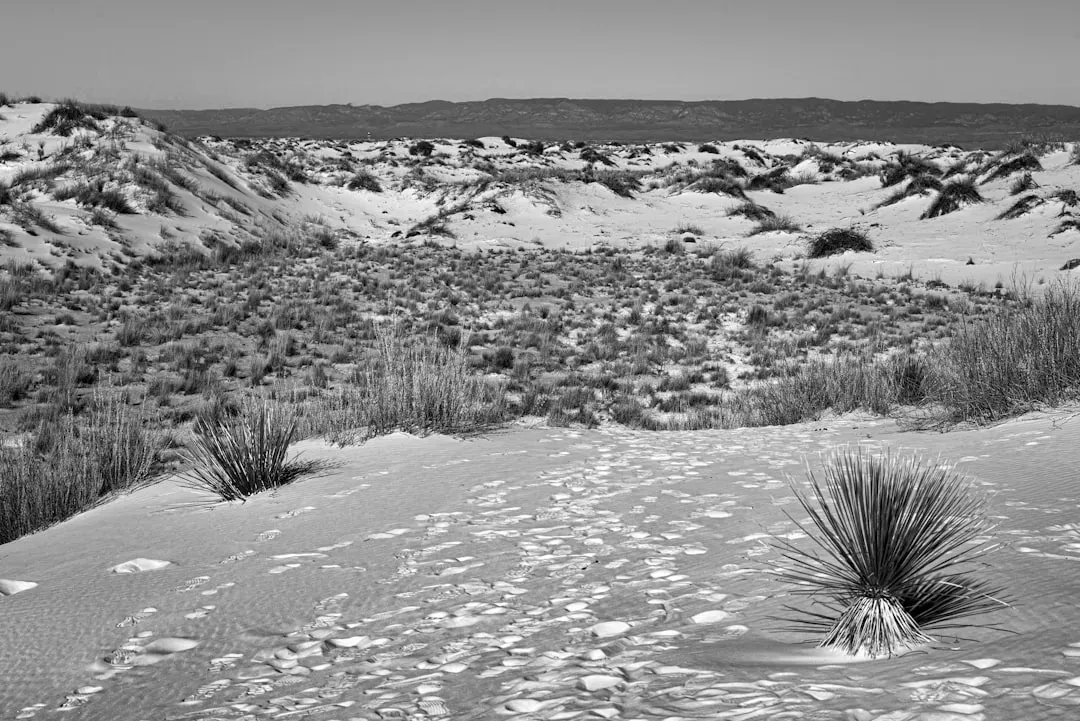 2. The Footprints Reveal Something Deeply Human: Play (Image Credits: Unsplash)