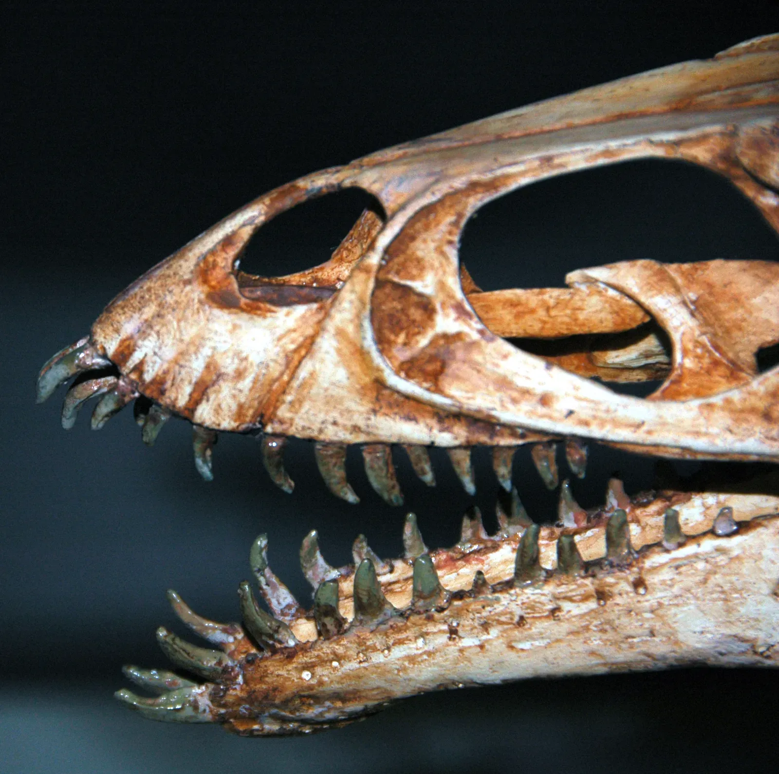 Built To Grab Slippery, Small, And Awkward Prey (Masiakasaurus knopfleri theropod dinosaur (Maevarana Formation, Upper Cretaceous; near Berivotra, northern Madagascar) 3, CC BY 2.0)