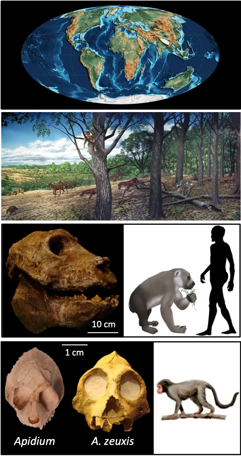 9. Early Indian Ocean Islanders and the Ghost of the Giant Lemur (By Bioanthropologist1, CC BY-SA 4.0)