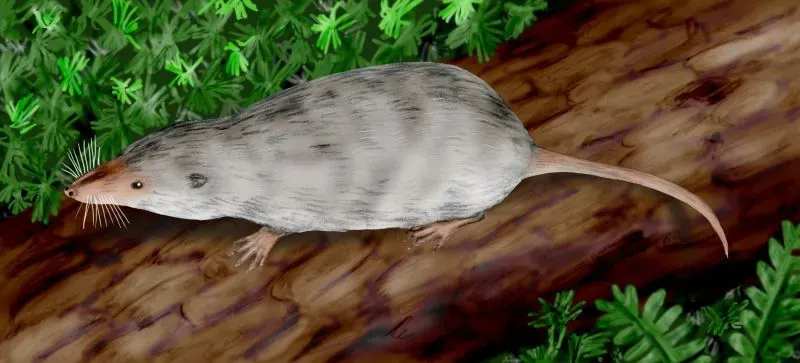 6. Modern Mammals' Ancestors Emerged Far Earlier Than Suspected (By Nobu Tamura (http://spinops.blogspot.com), CC BY 3.0)