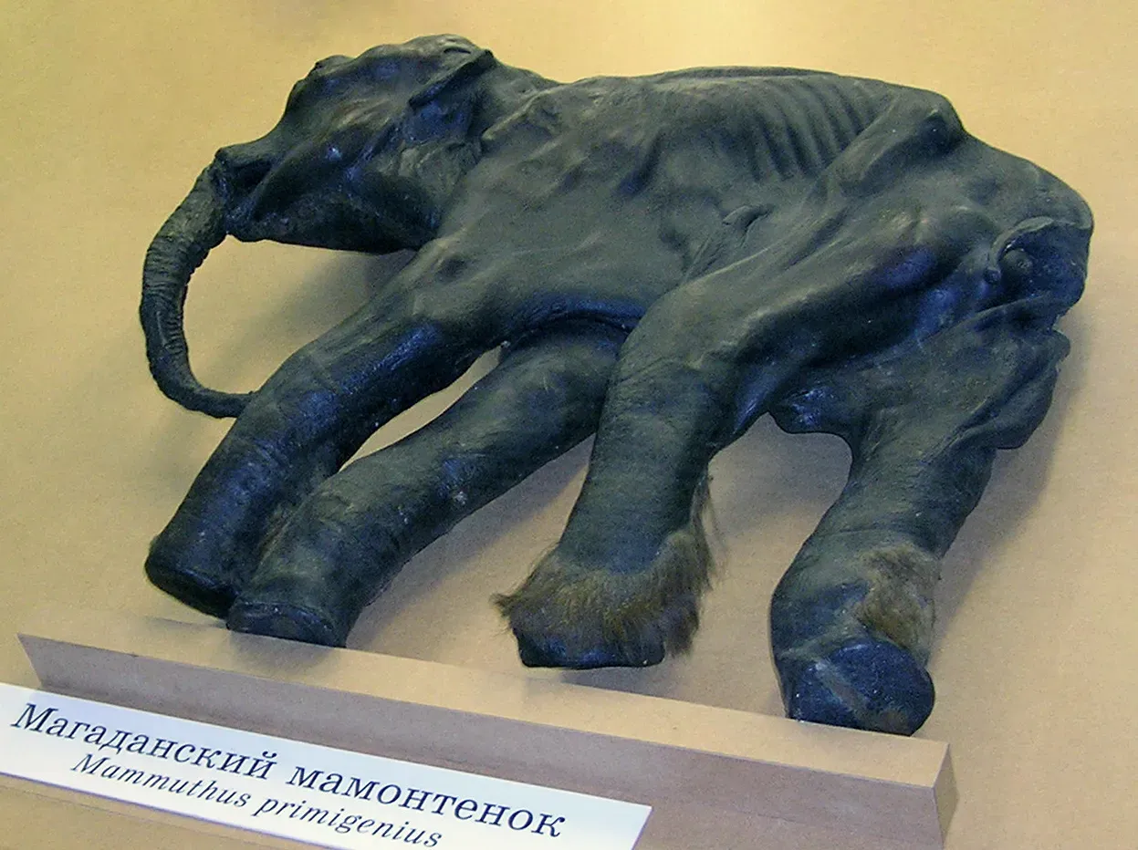 #3 - Baby Mammoths Nursed for Years, and It May Have Doomed Them (By Andrey Butko, CC BY-SA 3.0)