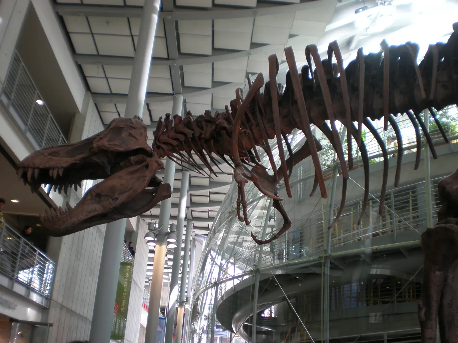 #5 - Soft Tissue and Proteins Survived Inside a 68-Million-Year-Old Bone (By BrokenSphere, CC BY 3.0)