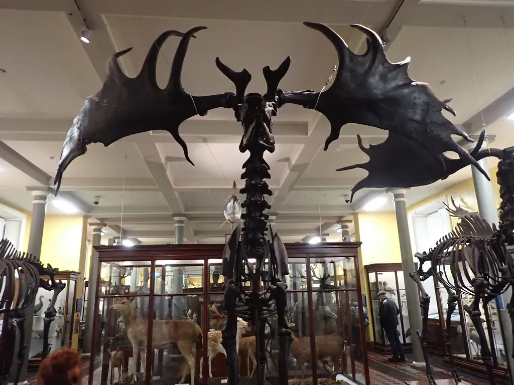 4. Irish elk – antlered titans of the late Ice Age (conall.., Flickr, CC BY 2.0)