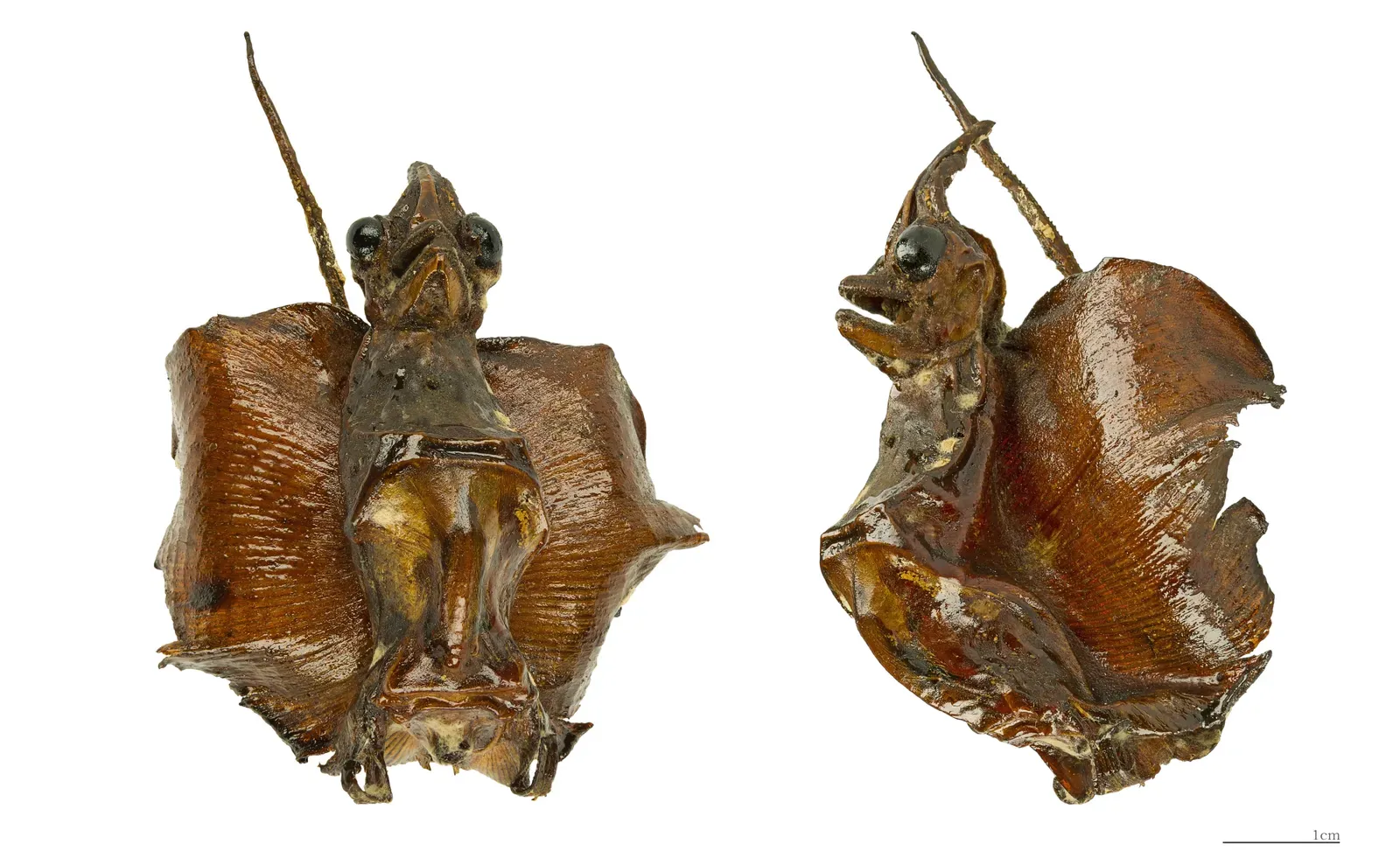 #10 - "Jenny Hanivers" Turned Dead Rays Into Museum Dragons (By Didier Descouens, CC BY-SA 4.0)