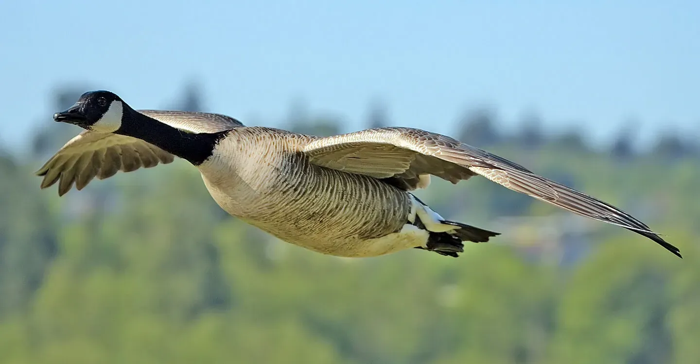 Why Convergent Evolution Points to Deep Patterns (By Image taken by Alan D. Wilson, and modified by Diliff (cropped and noise reduction applied)., CC BY-SA 2.5)
