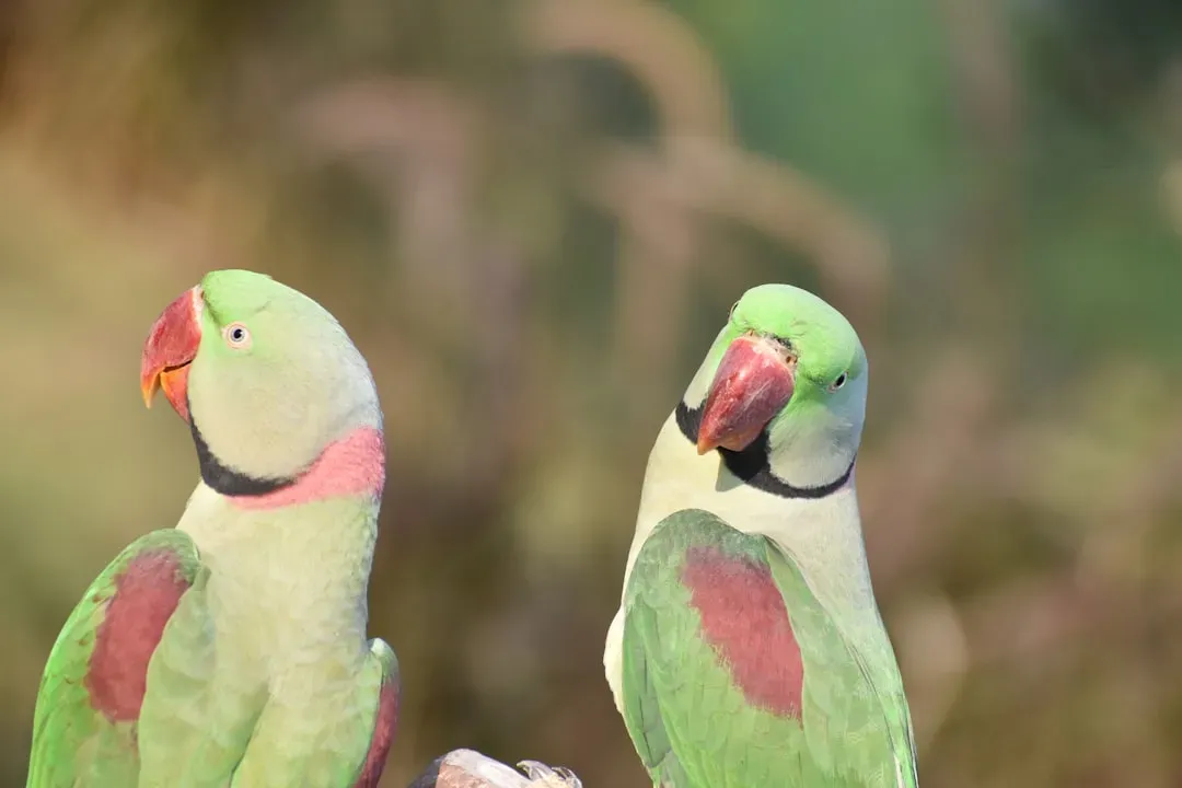 Gemini – The Parrot (Image Credits: Unsplash)
