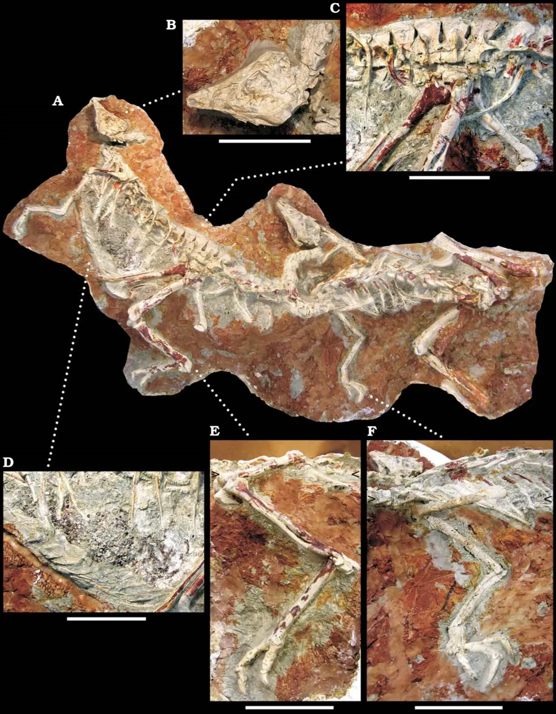 Dinosaur Stomach Contents Preserving the Last Meal ((2008). "Mud-Trapped Herd Captures Evidence of Distinctive Dinosaur Sociality". Acta Palaeontologica Polonica 53 (4): 567–578. DOI:10.4202/app.2008.0402. ISSN 0567-7920., CC BY 4.0)