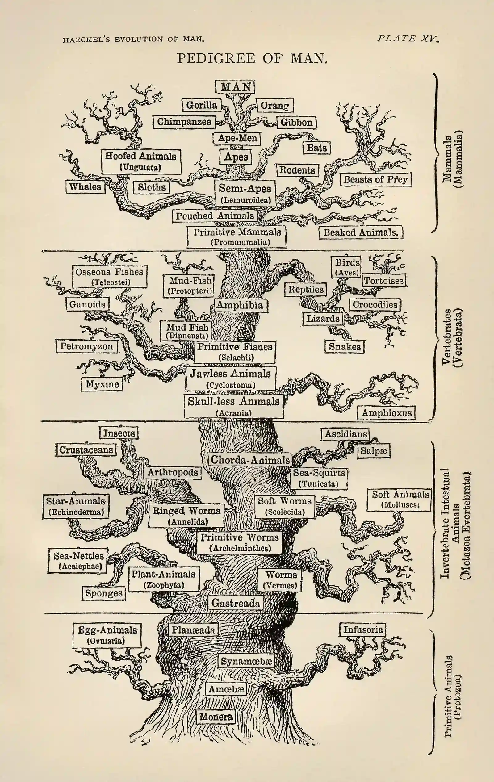 The Tree of Life Has Always Been a Work in Progress (First version from en.wikipedia; description page was here.  Later versions derived from this scan, from the American Philosophical Society Museum., Public domain)