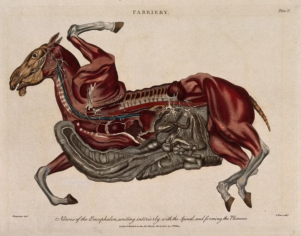 Nervous Systems: The Hardware That Made Feeling Possible (Image Credits: Rawpixel)