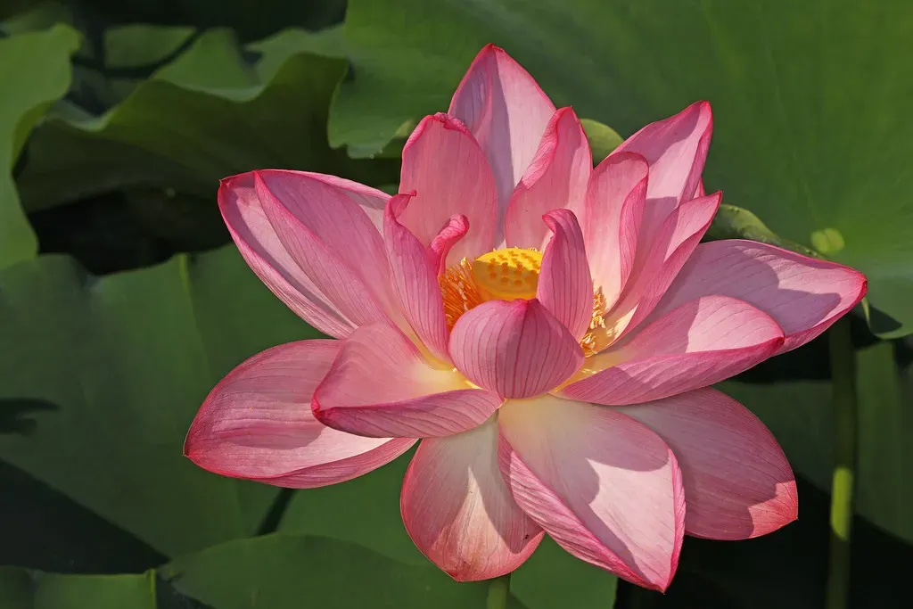 The Lotus Flower: Rising from Your Darkest Moments (Image Credits: Flickr)