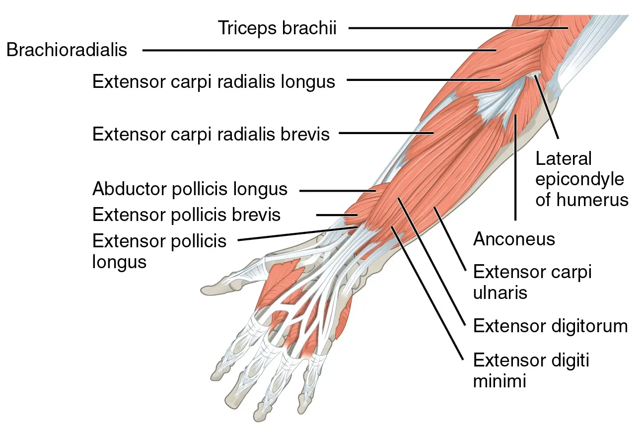#11 - The Palmaris Longus Muscle (By CFCF, CC BY-SA 4.0)