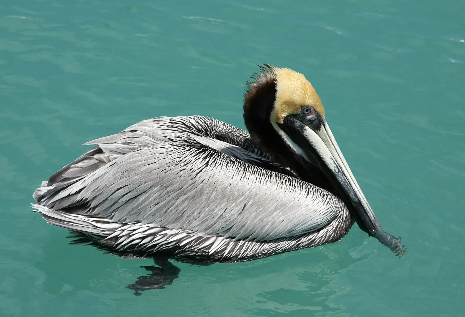 American Pelican: The Sky's Prehistoric Fisher (Image Credits: Wikimedia)