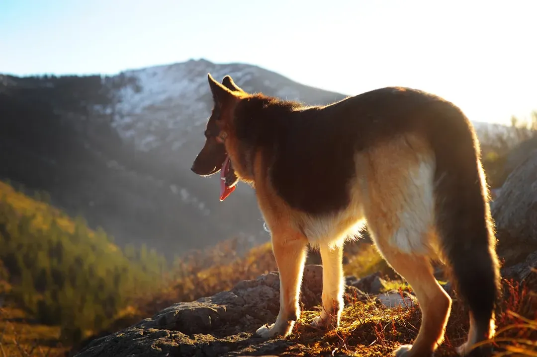 7. Ancient Dog DNA Clarifies When and How We Became “Modern” Humans (Image Credits: Unsplash)