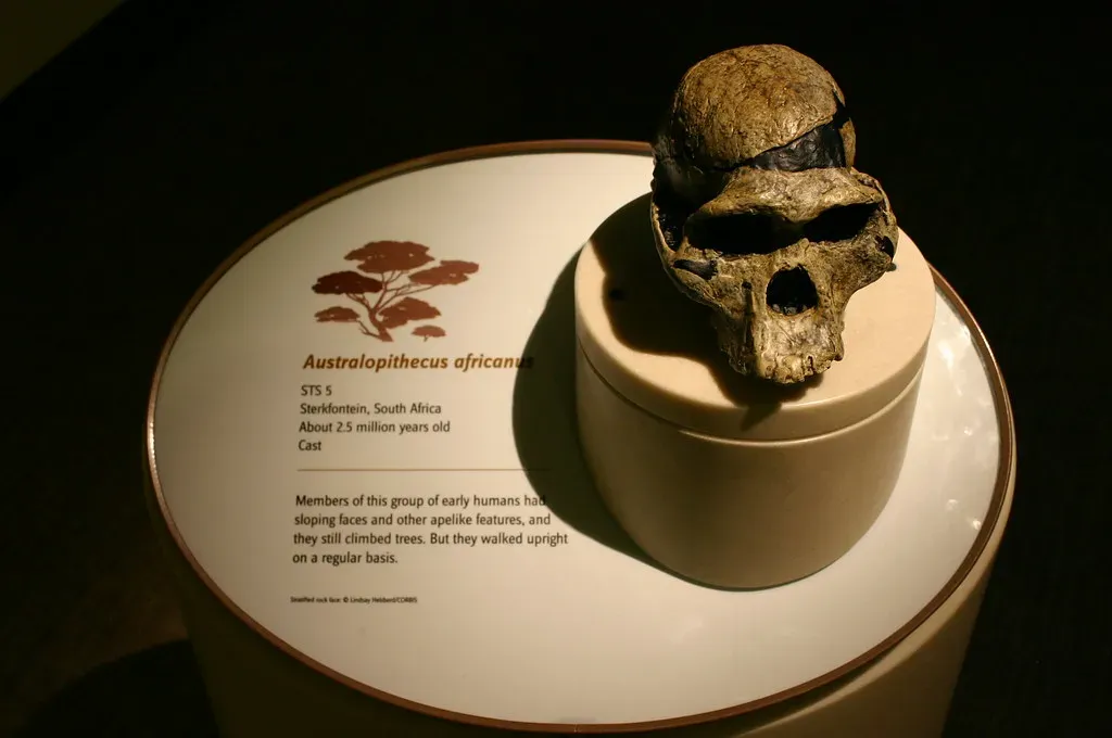 7. Deep African Lineages: The Tangle Beneath Our Oldest Roots (Ryan Somma, Flickr, CC BY-SA 2.0)
