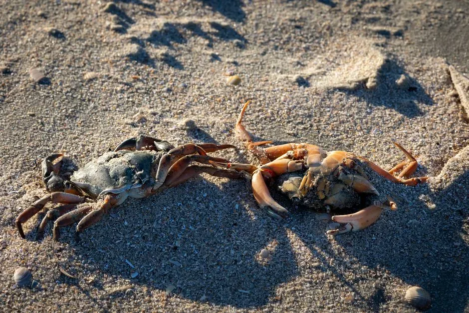 #8 - They Cooked and Ate Crabs by the Fire (Image Credits: Pexels)
