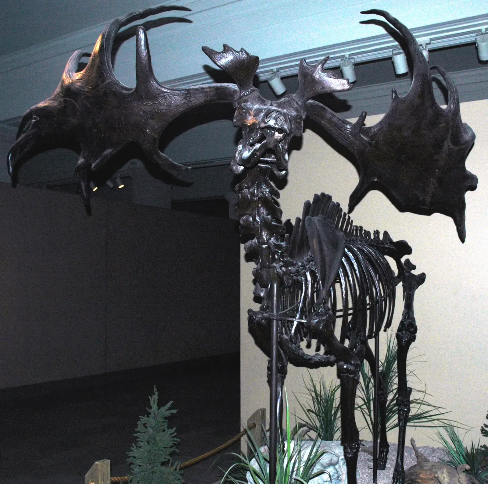 #11 - The "Irish" Elk Wasn't Irish, and Its Habitat Was Painted Wrong (Megaloceros giganteus Irish elk skeleton (Pleistocene; peat bog near Dublin, eastern Ireland) 2, CC BY 2.0)