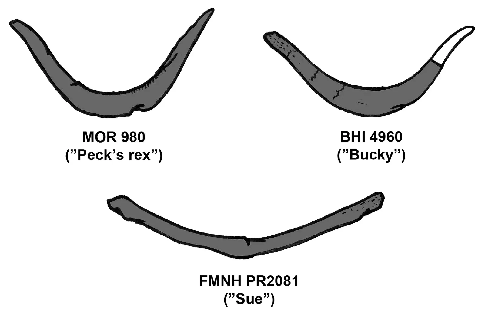 Shared Anatomy: Bones, Beaks, and the Famous Wishbone (By Conty, Public domain)