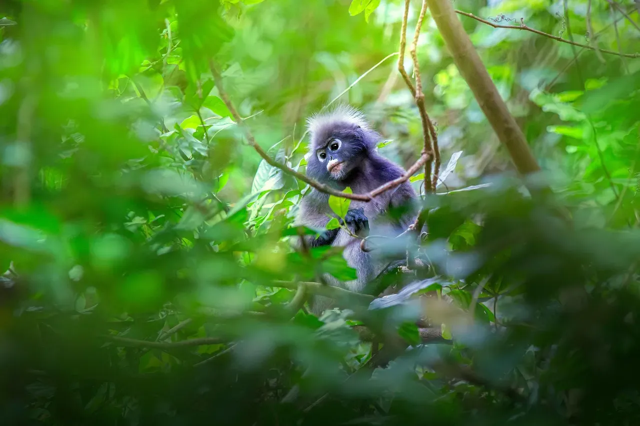 #15 - The Leaf Monkey Split That Got Quietly Sunk Back Together (Image Credits: Pixabay)