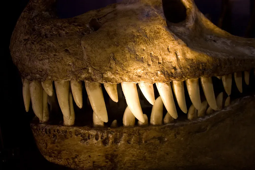 3. Specialized Dental Adaptations for Every Diet (Image Credits: Flickr)