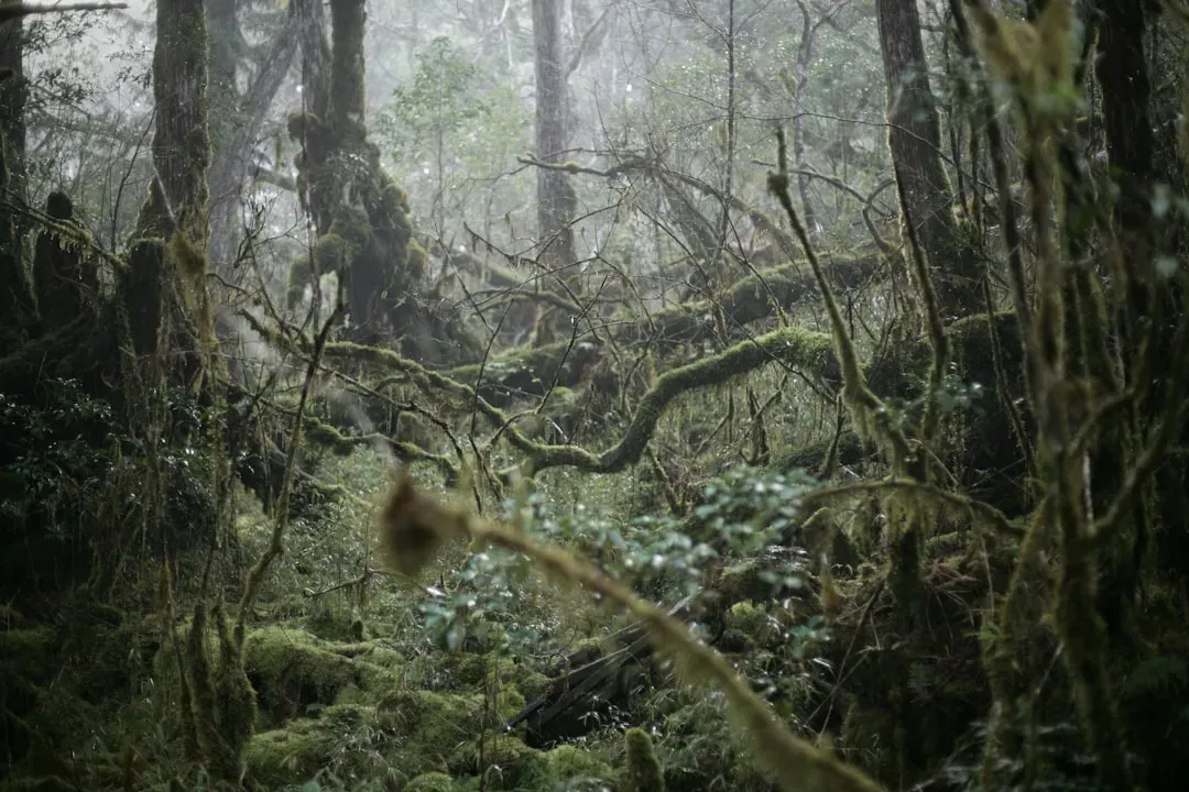 The Lost Rainforests (Image Credits: Unsplash)