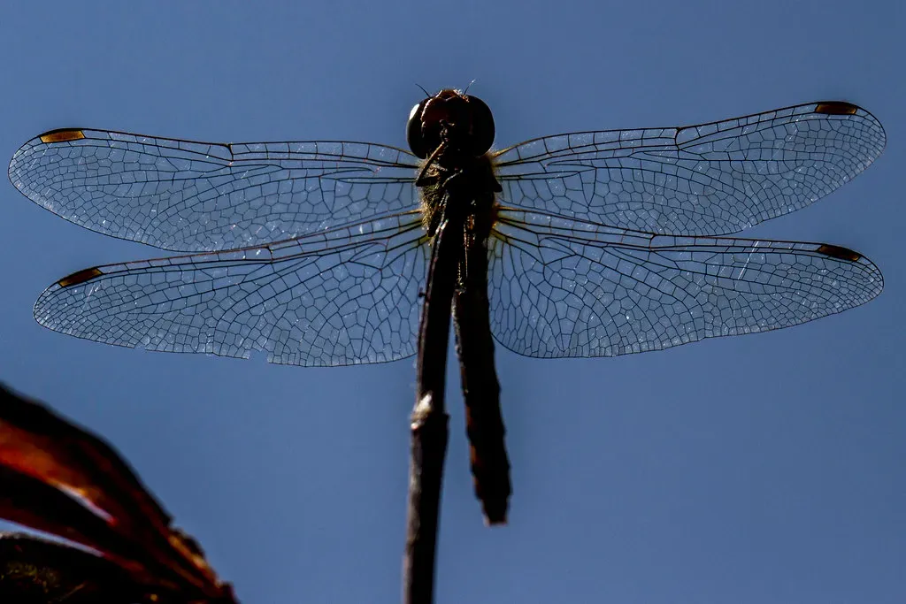 Why giant sky‑bugs matter to our world today (The Manic Macrographer, Flickr, CC BY 2.0)