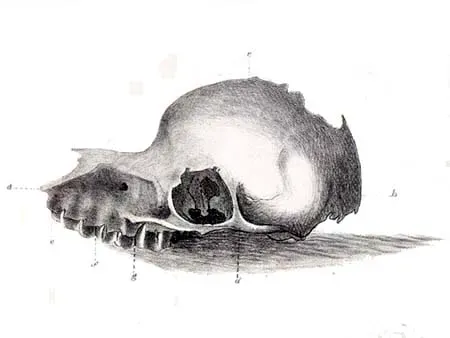 #10 - The Skull That Sparked a National Monster Panic (Reproduced from The Tasmanian Journal of Natural Science [1], Public domain)