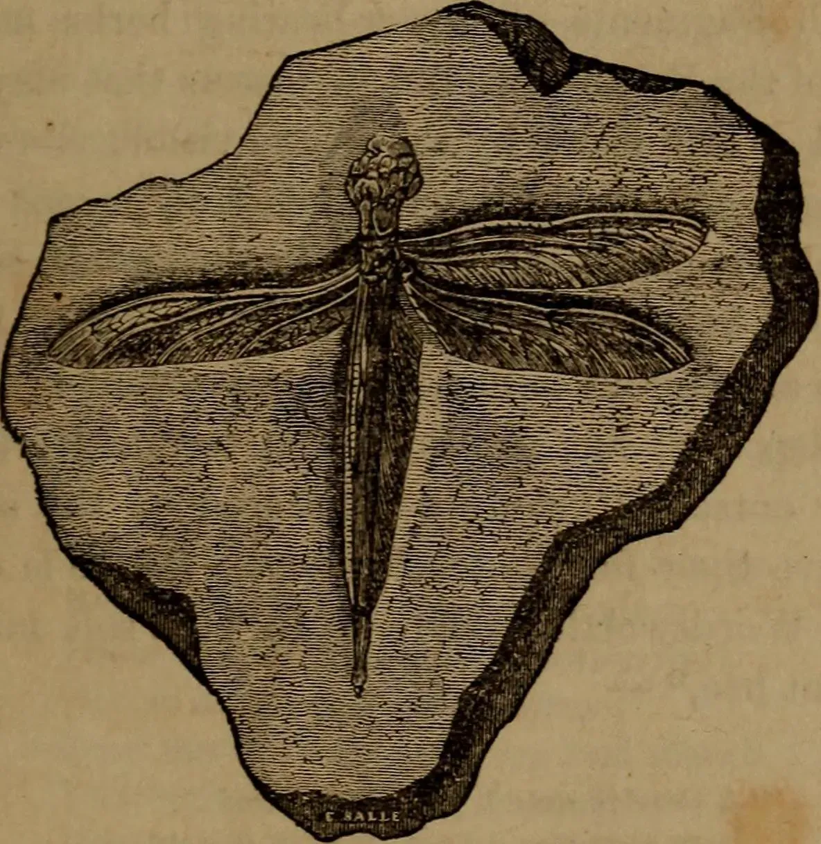 #2 - The "Glass Spine" Creature With No Clear Front or Back (By Internet Archive Book Images, No restrictions)