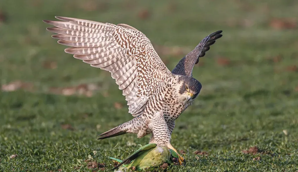 #9 - It Strikes Prey at Full Speed With a Blow That Should Break Its Own Body (Image Credits: Flickr)