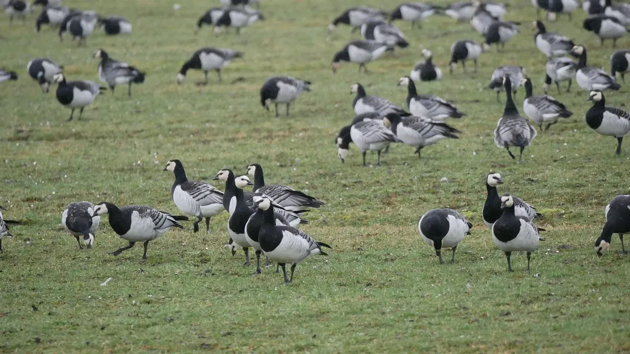 #5 - Barnacle Geese Were Believed to Hatch From Shellfish and Driftwood (Image Credits: Pixabay)