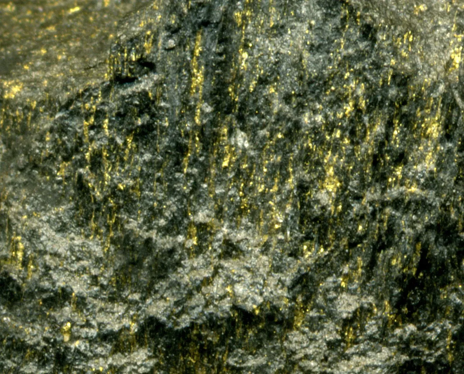 Cyanobacteria: The Tiny Organisms That Changed Everything (Auriferous, uraninitic, hydrocarbon-rich stromatolite rock (Carbon Leader Gold Ore, South Africa) 4, CC BY 2.0)